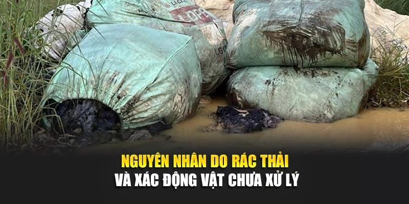 Nguy&ecirc;n nh&acirc;n do r&aacute;c thải v&agrave; x&aacute;c động vật chưa xử l&yacute;