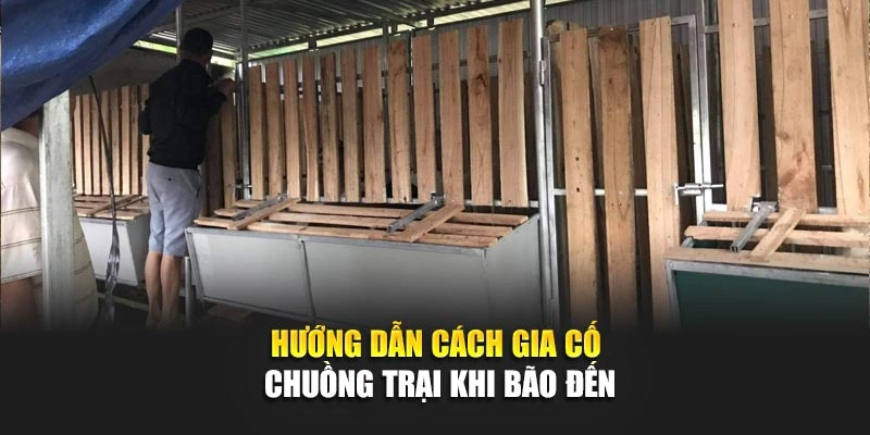 Hướng dẫn c&aacute;ch gia cố chuồng trại khi b&atilde;o đến