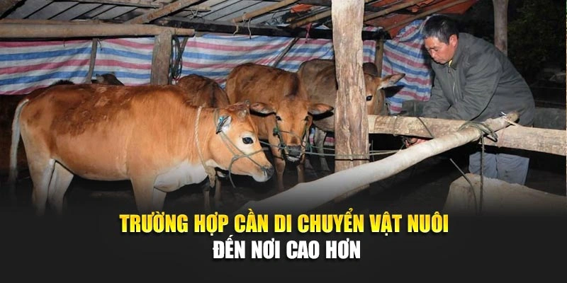 Trường hợp cần di chuyển vật nu&ocirc;i đến nơi cao hơn