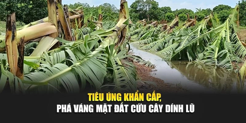 Ti&ecirc;u &uacute;ng khẩn cấp, ph&aacute; v&aacute;ng mặt đất cứu c&acirc;y d&iacute;nh lũ