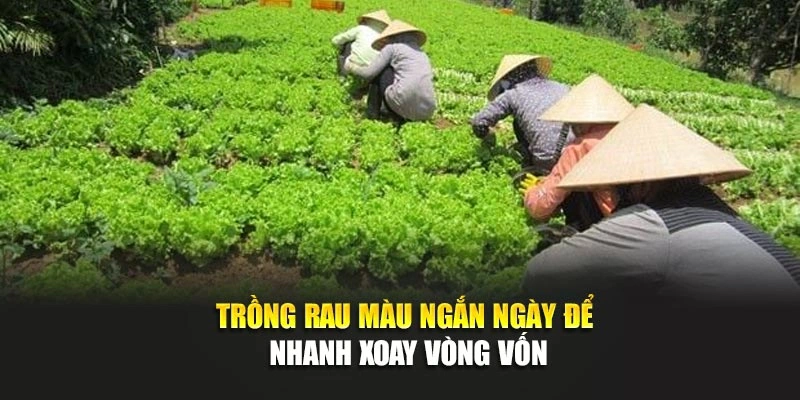 Trồng rau m&agrave;u ngắn ng&agrave;y để nhanh xoay v&ograve;ng vốn