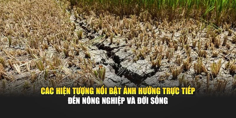 C&aacute;c hiện tượng nổi bật ảnh hưởng trực tiếp đến n&ocirc;ng nghiệp v&agrave; đời sống