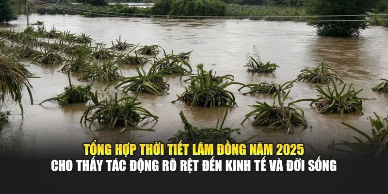 Tổng hợp thời tiết L&acirc;m Đồng năm 2025 cho thấy t&aacute;c động r&otilde; rệt đến kinh tế v&agrave; đời sống
