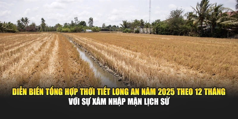 Diễn biến tổng hợp thời tiết Long An năm 2025 theo 12 th&aacute;ng với sự x&acirc;m nhập mặn lịch sử