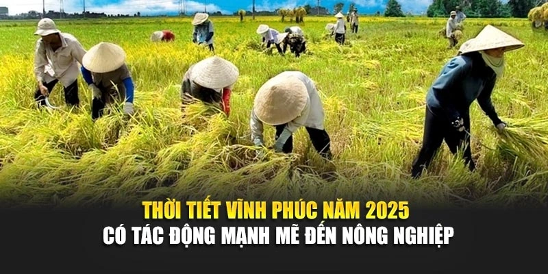 Thời tiết Vĩnh Phúc năm 2025 có tác động mạnh mẽ đến nông nghiệp