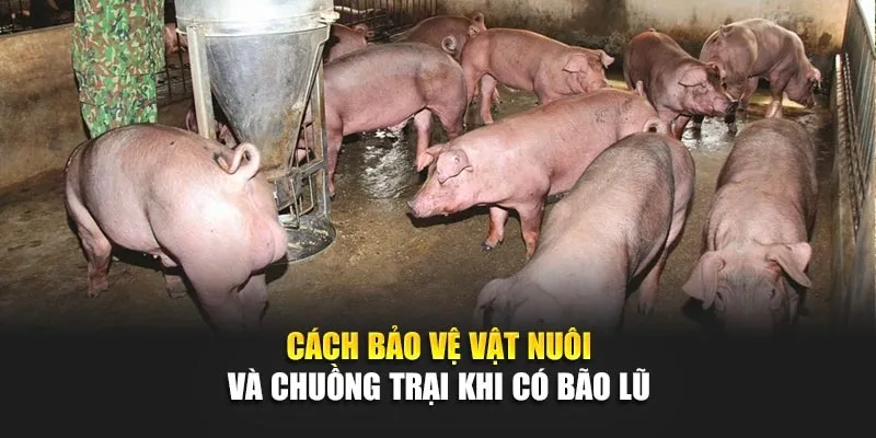 Cách Bảo Vệ Vật Nuôi Và Chuồng Trại Khi Có Bão Lũ