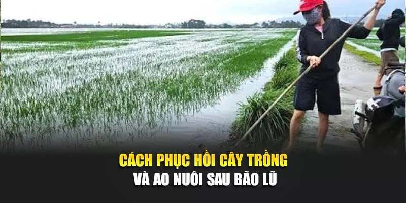 Cách Phục Hồi Cây Trồng Và Ao Nuôi Sau Bão Lũ